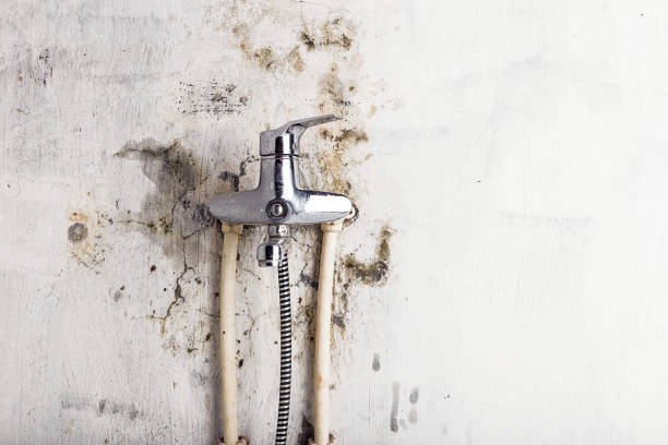Best DIY Mold Remediation Support Services in Camp Springs, MD
