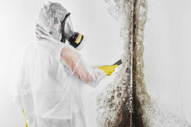 Best Emergency Mold Remediation in Camp Springs, MD