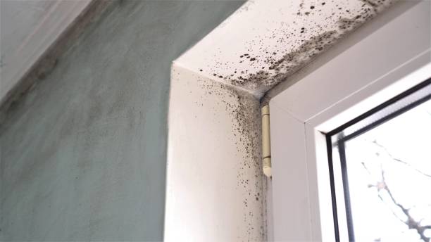 Best Attic Mold Remediation in Camp Springs, MD