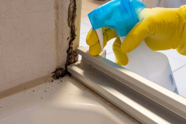 Best Commercial Mold Remediation in Camp Springs, MD