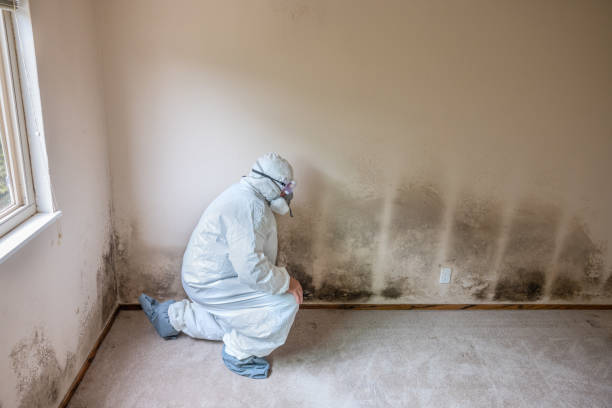 Best Residential Mold Remediation in Camp Springs, MD