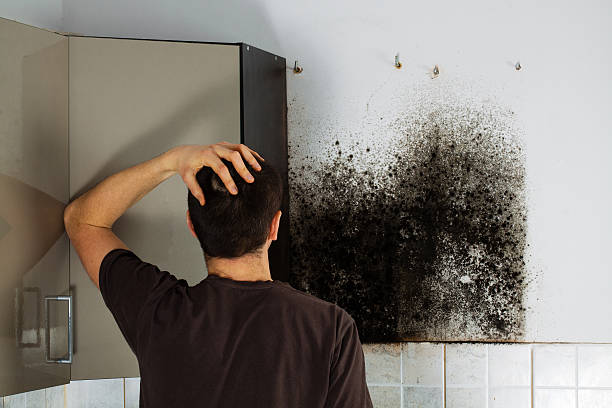 Best Insurance-Related Mold Remediation in Camp Springs, MD