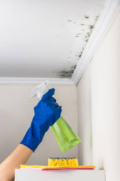 Best Crawl Space Mold Remediation in Camp Springs, MD