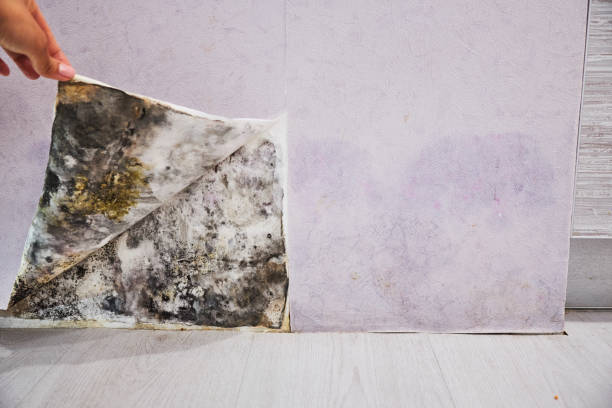 Best Health and Safety Mold Remediation in Camp Springs, MD